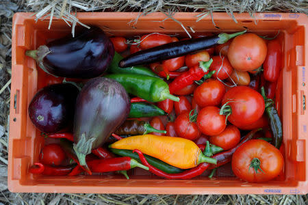 A box of vegetables is displayed at a 900 square meters farm garden on the rooftop of a postal sorting center, as part of a project by Facteur Graine (Seed Postman) association to transform a city rooftop as a vegetable garden to grow fruits, vegetables, aromatic and medicinal plants, with also chickens and bees in Paris, France, September 22, 2017. Picture taken September 22, 2017. REUTERS/Charles Platiau