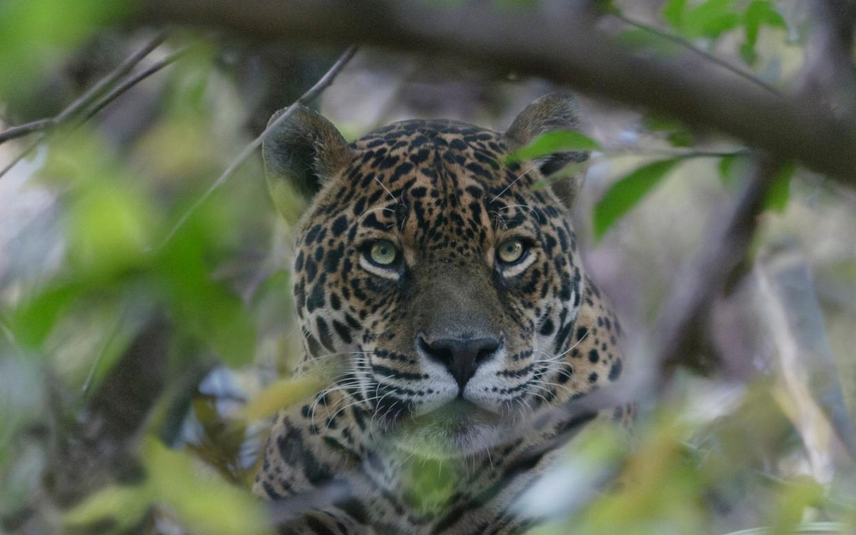 Jaguars, the largest wild cats in the Western hemisphere, are found in 18 countries - Getty