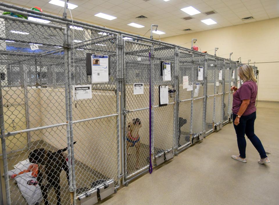 Tracey Kinsley, chief communications officer of the Humane Society of Vero Beach and Indian River County, walks through the adoptable dog area, Friday, July 21, 2023. The nonprofit has been forced to close the door on accepting new animals, after citing overcrowding. Normal cages, known as “runs,” give dogs enough space to walk around and stay active. But in the current crisis, the runs have been divided in half to create more capacity.
