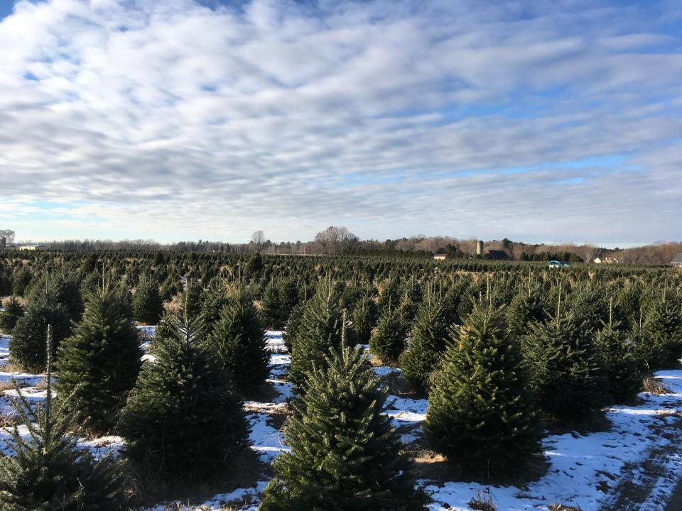 An overhead shot of Whispering Pines Tree Farm in Oconto.