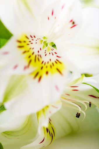 white flowers white flower names