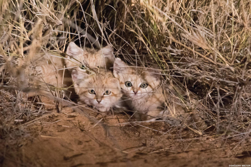 Wild sand kittens in the Moroccan Sahara. (Photo: Gregory Breton/Sand Cat Sahara Team)