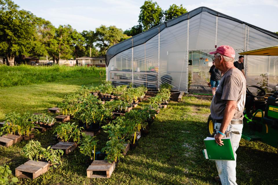 Co-Founding Director Ken Suggs inspects the tomato plants available to the public for a five-dollar donation on Tuesday.