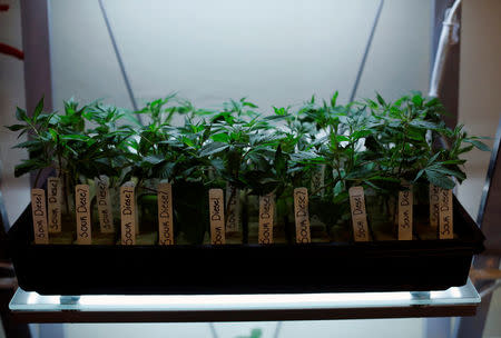 Clones of medicinal marijuana plants are pictured at Los Angeles Patients & Caregivers Group dispensary in West Hollywood, California U.S., October 18, 2016. REUTERS/Mario Anzuoni