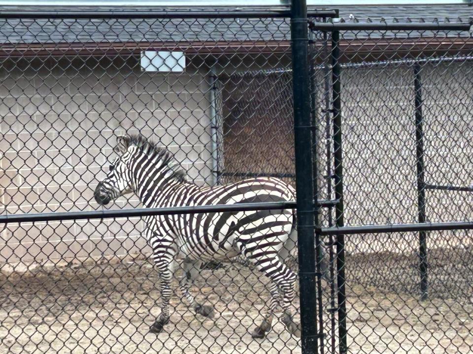 The zebras have a heated barn they can access during the winters.