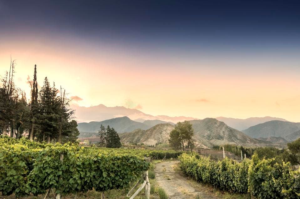 Viñedo Malbec en la cordillera de los Andes, provincia de Mendoza, Argentina.