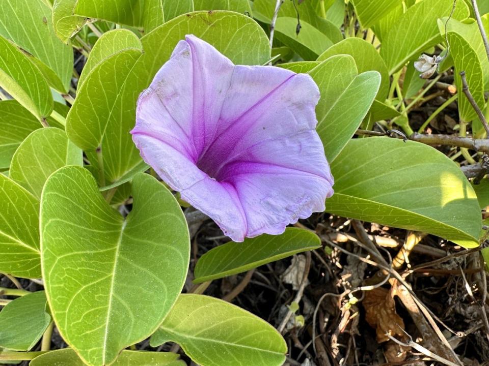 A closeup of the flower of the railroad vine.