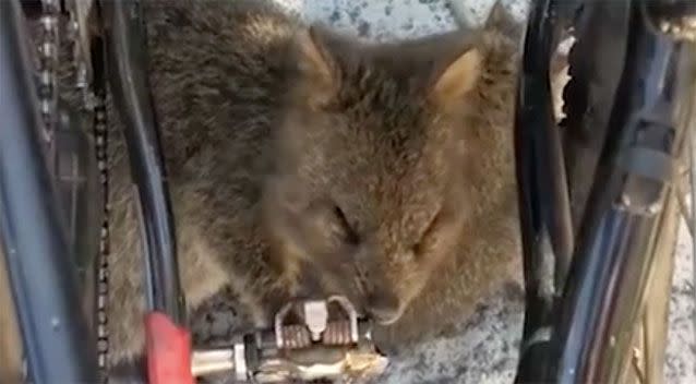 The quokka licks and bites the pedal. Source: Facebook/Shannon Ducker