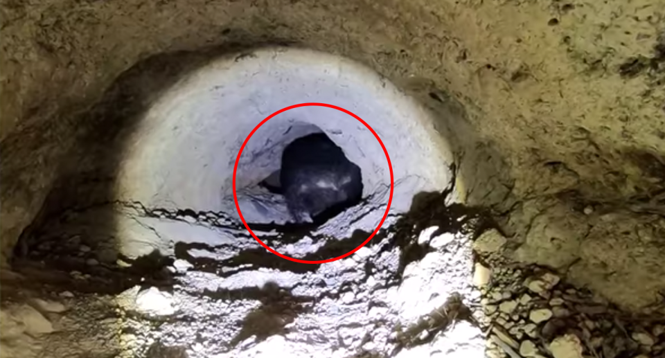 A red circle highlights the backside of a wombat illuminated in a burrow