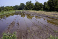 FILE - Flood waters remain on the destroyed fields at the Intervale Community Farm, July 17, 2023, in Burlington, Vt. Legislation introduced in December 2023 by Vermont U.S. Sens. Peter Welch and Bernie Sanders, and senators from Massachusetts, aims to create an insurance program better suited to small produce farms facing losses from the more frequent extreme weather. (AP Photo/Charles Krupa, File)