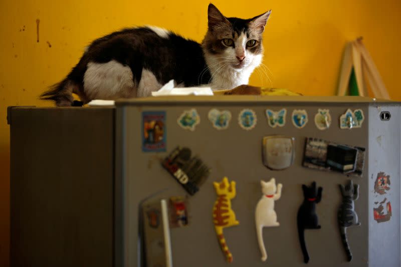 A cat sits on a refrigerator at a cat shelter called "Rumah Kucing Parung" in Bogor