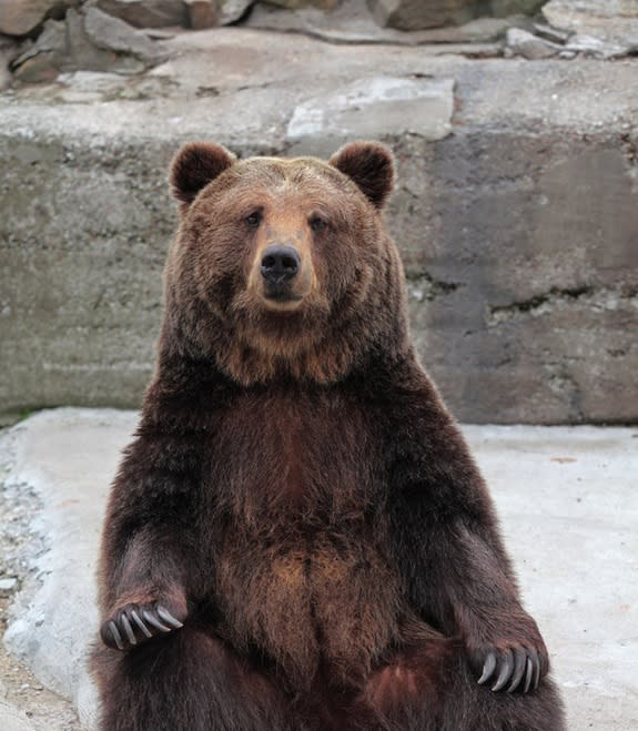 A brown bear (Ursus arctos) in a zoo.