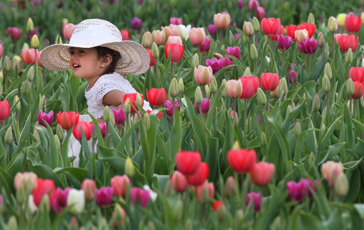 Two-year-old Carmela Izzo, of Providence, enjoys being among the tulips at Wicked Tulips Farm in Johnston on Thursday. [The Providence Journal / Bob Breidenbach]