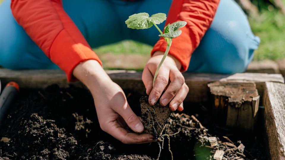 Close up of a person's bare hands holding a plant while gardening outside