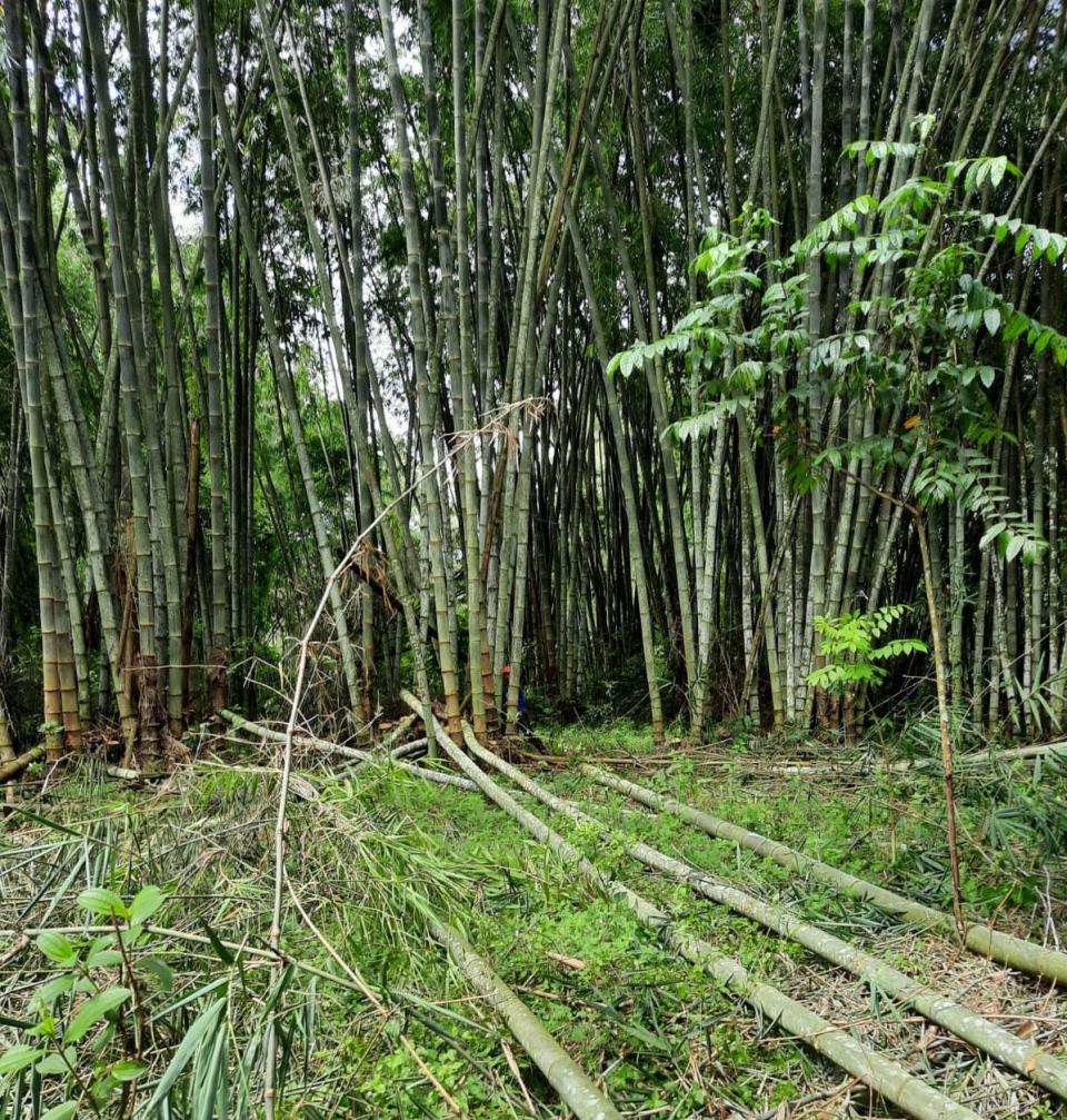 Giant bamboo is harvested from a farm in the Philippines. Rizome is now cultivating a crop of giant bamboo in South Florida. 