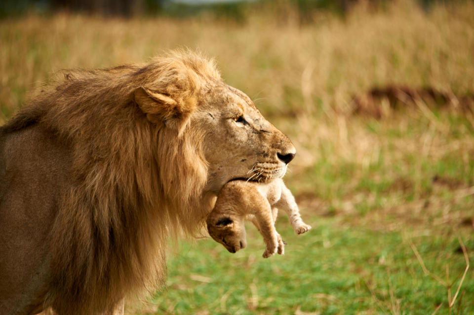 This male lion was carrying one of its own cubs. This is quite a rare occurrence. Usually you would see a male lion only carrying another male's offspring which he had killed to ensure his own bread stays superior,<span class="copyright">Stephan Schramm—Alamy Stock Photo</span>