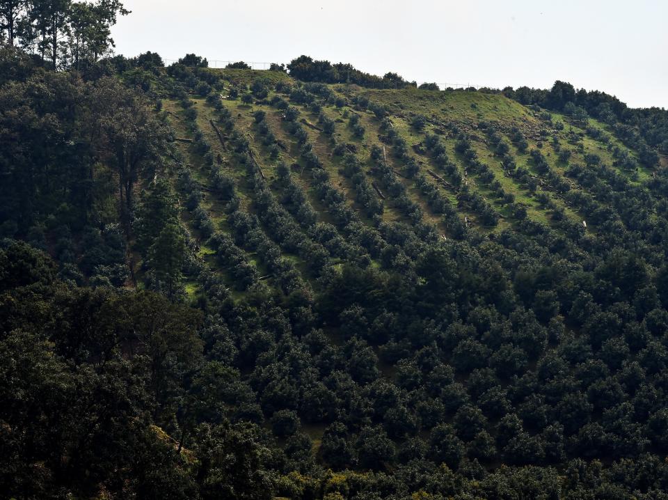 Aerial shot of avocado trees in an orchard in Mexico.