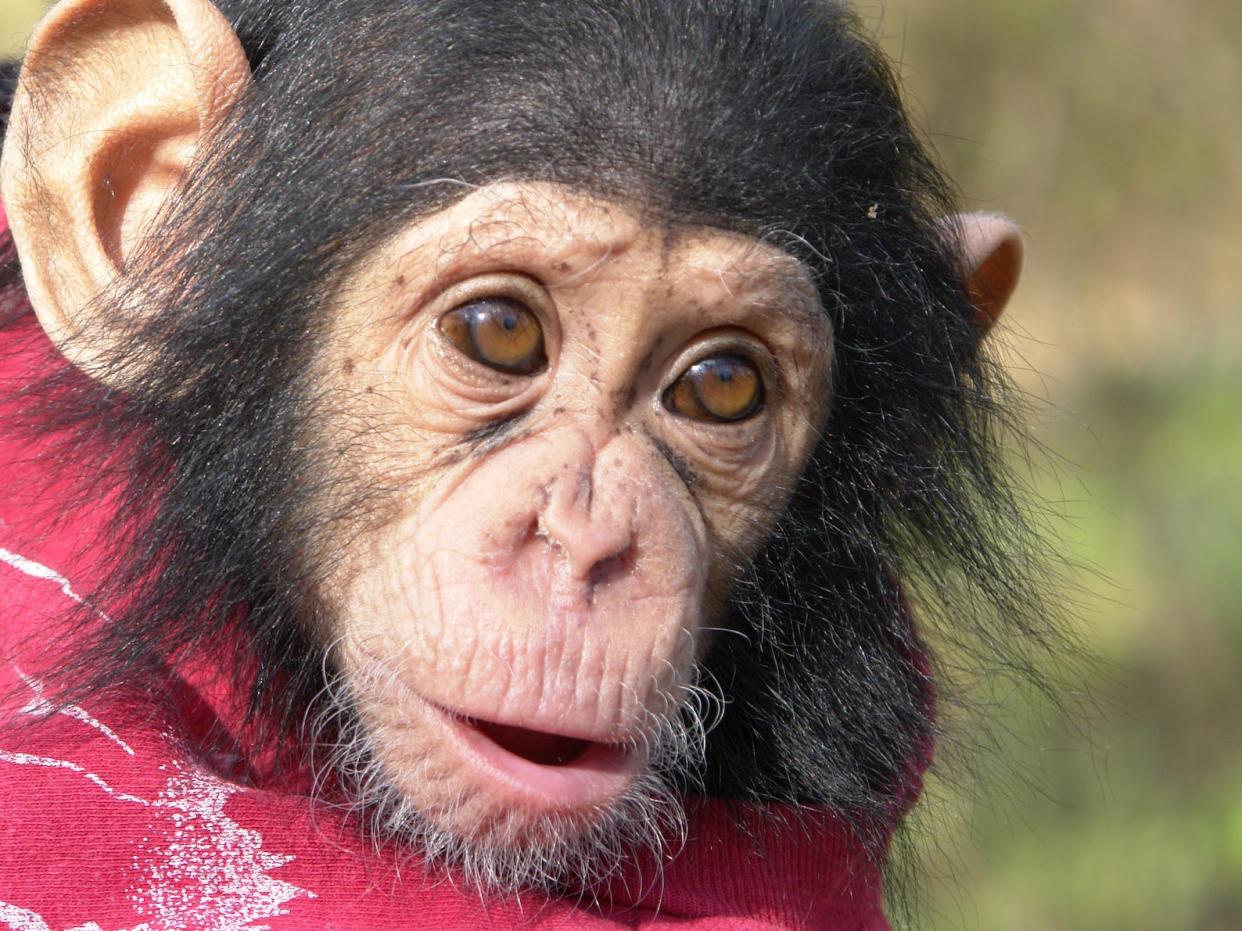 A closeup of the face of a baby chimpanzee wrapped in a blanket is shown here.