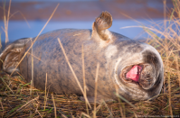 Whatever was just said was so funny that it caused a struggle with breathing. (Lloyd Durham/Comedy Wildlife Photo Awards 2019)