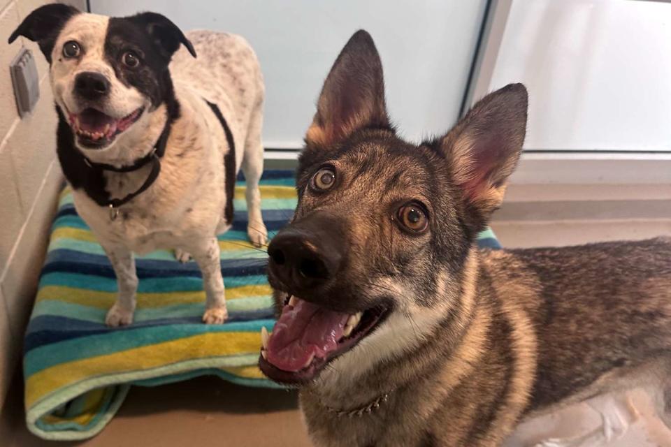 <p>Dutchess County SPCA</p> Nibs (left) and Kaylee (right) smiling at the Dutchess County SPCA in Hyde Park, New York