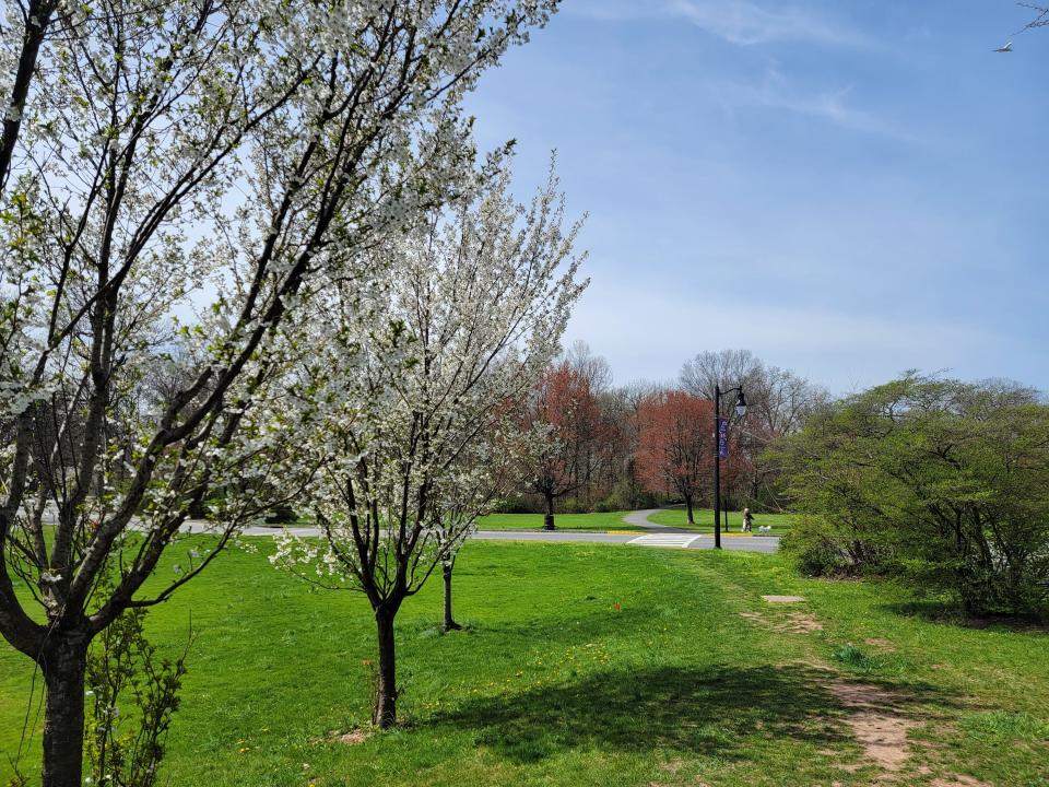 A few young blossoming trees line a dirt path in a mostly green area of the park.