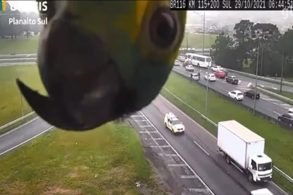 ▲巴西一處高速公路上的監視器，日前拍到一隻鸚鵡好奇地探頭。（圖／翻攝自YT帳號Tribuna do Paraná）