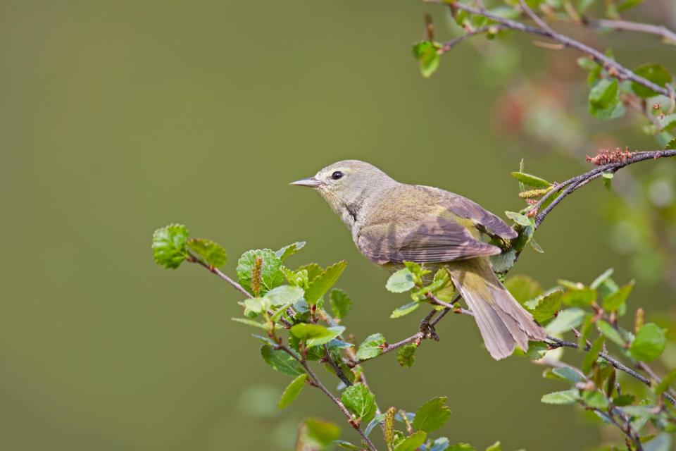 A female MacGillivray's Warbler forages in the willows.