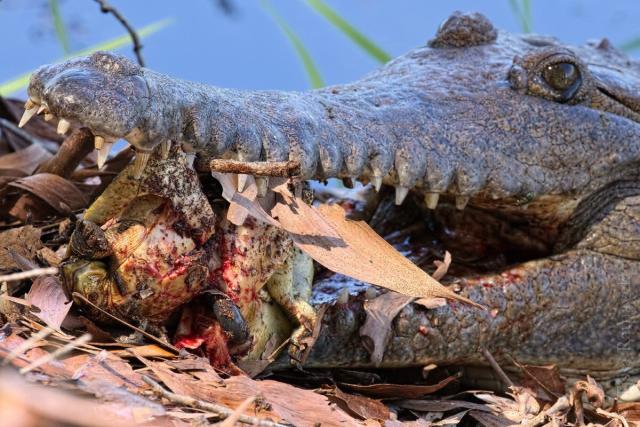 alligator eating turtle