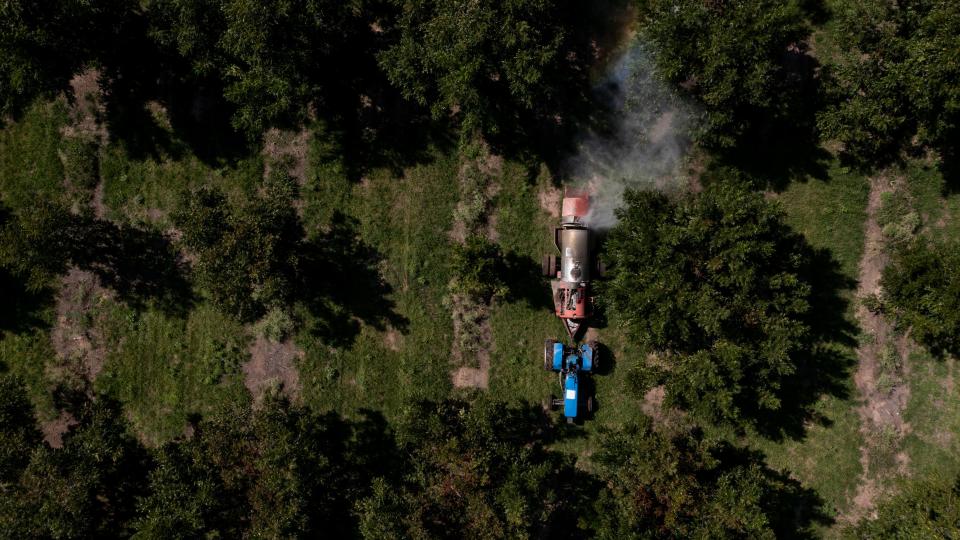 A tractor fumigates a pecan orchard in Delicias, Chihuahua in August 2023.