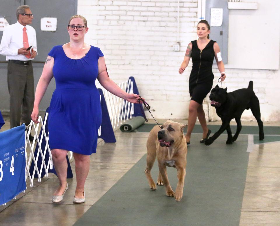 The McKinley Kennel Club All-Breed Dog Show is Saturday and Sunday at the Stark County Fairgrounds. Admission is free. Parking is $5.