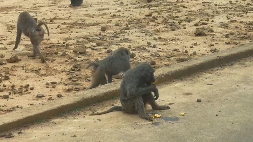 六福村東非狒狒上月脫逃。（資料照）
