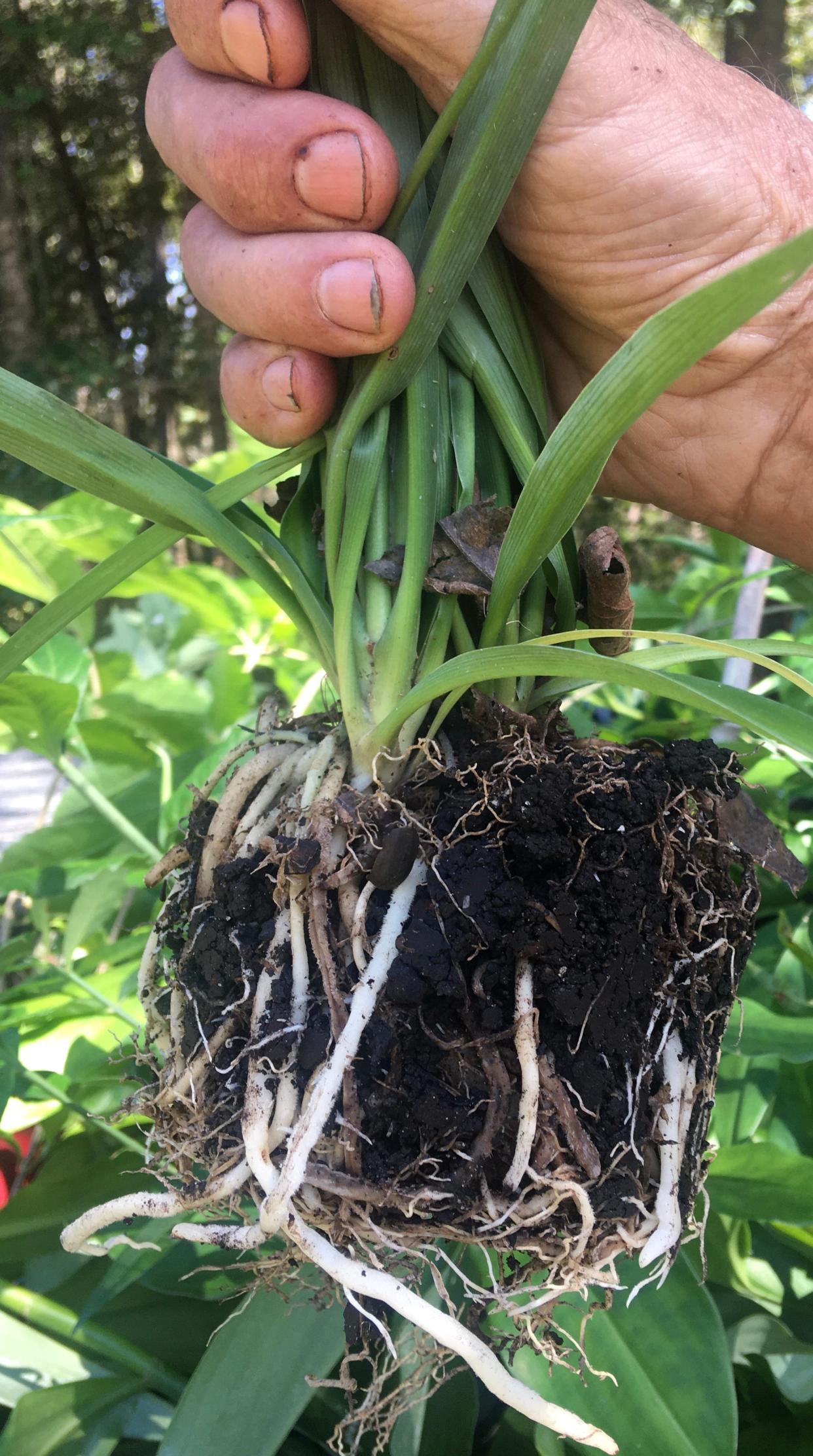 Strong roots can be established with fall planting.