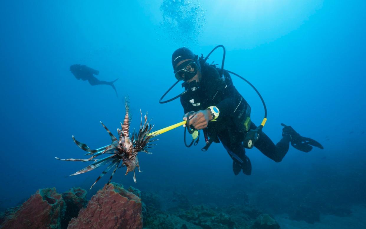 A diver spears a lionfish - Cyprus is organising regular hunts of the invasive species - Getty