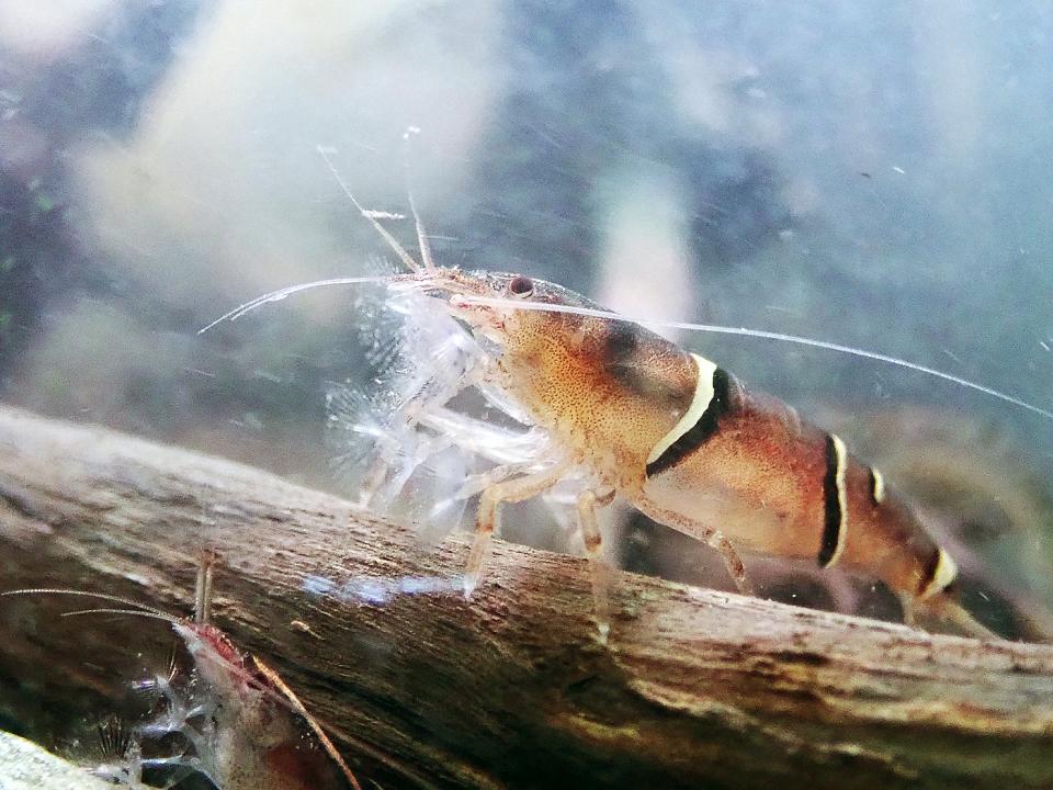 俗稱「網球蝦」的石隱南匙指蝦。（圖片提供／林業保育署；攝影／洄瀾風）