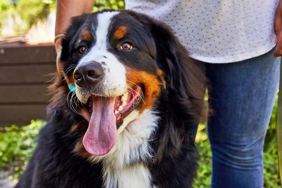 woman standing next to her Bernese Mountain dogs, best family dogs