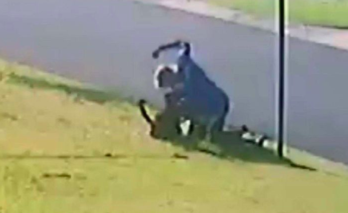 The man repeatedly strikes the dog, appearing to connect with its stomach and head. Source: RSPCA QLD