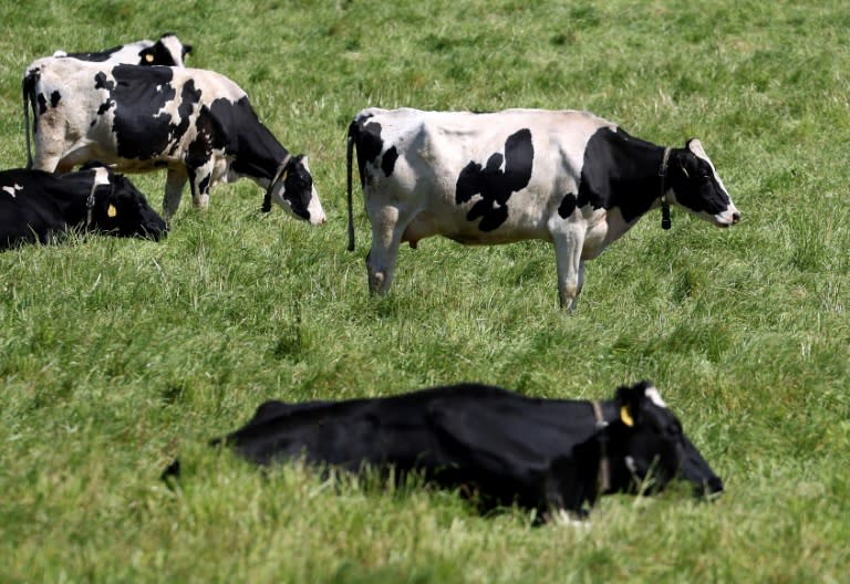 Bird flu has been increasingly jumping over to mammals, including US cattle, prompting fears it could spur a pandemic (JUSTIN SULLIVAN)