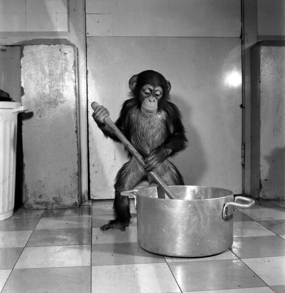 Freddie, a baby chimp, is making a real job of mixing the Christmas puddings-in and out of the mixing bowl is all part of the job to Freddie. December 1969.