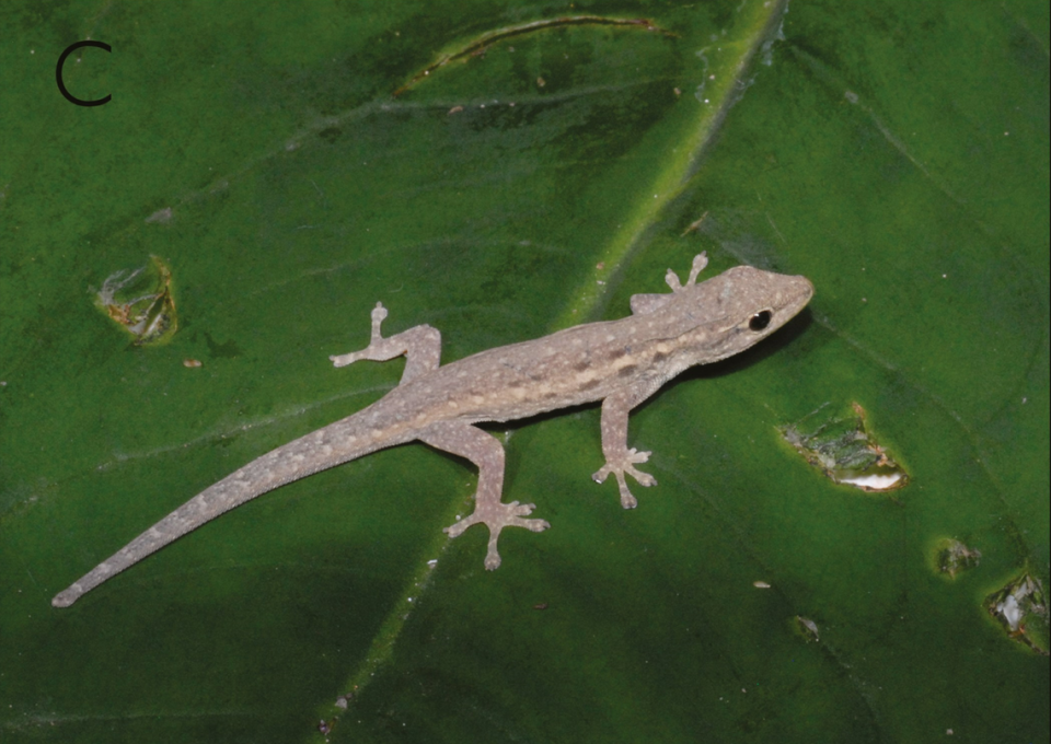 A Lygodactylus kibera, or forest dwarf gecko, as seen from above.