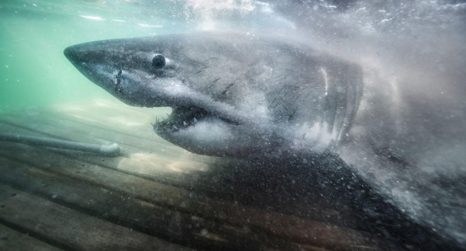 A stock image of a shark.