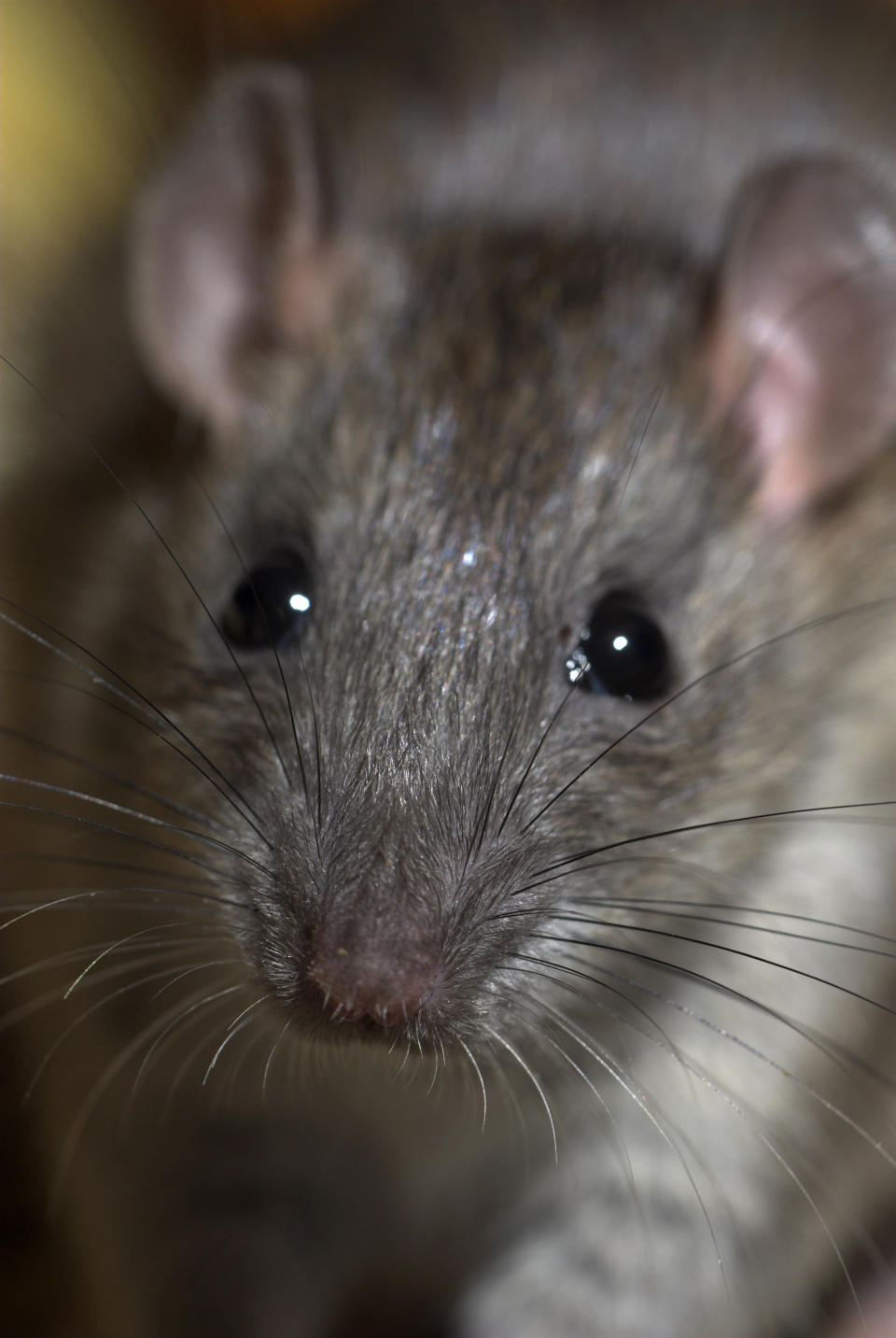 Black Rat (Rattus rattus)