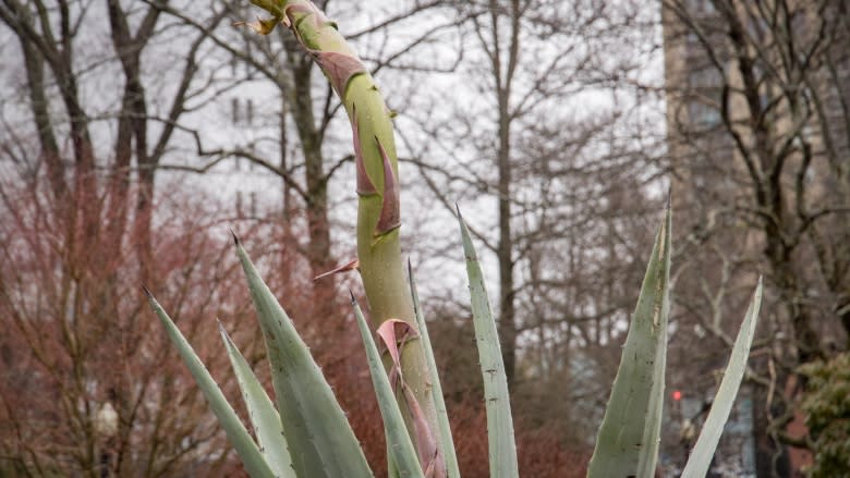 Century plant's surprise flower quickly outgrows Public Gardens greenhouse