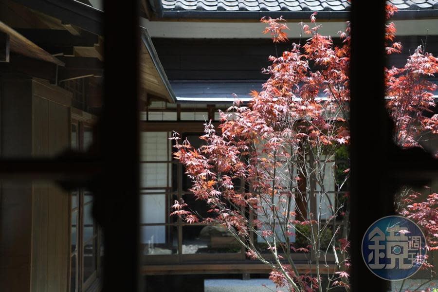 透過窗戶看出去，是中庭的紅楓美景。