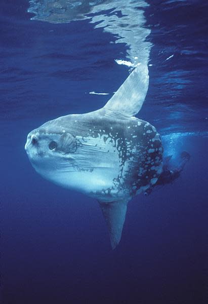 A mola mola, or ocean sunfish, swims near the surface off the Southern California coast.