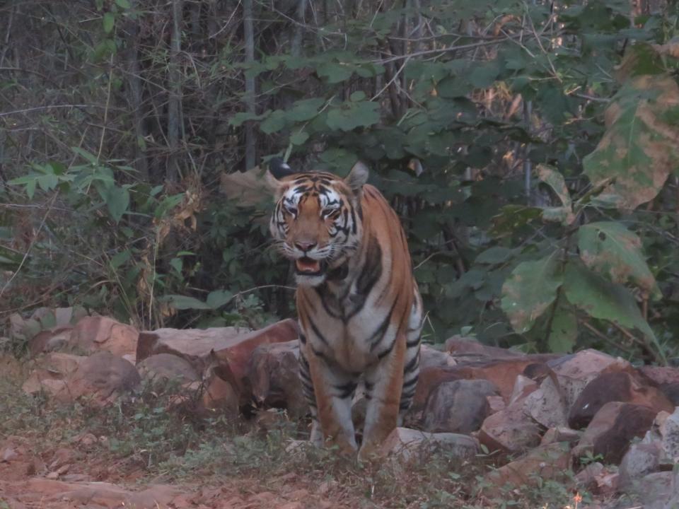 Wildlife: a tiger in the Panna National Park (Tamara Hinson)