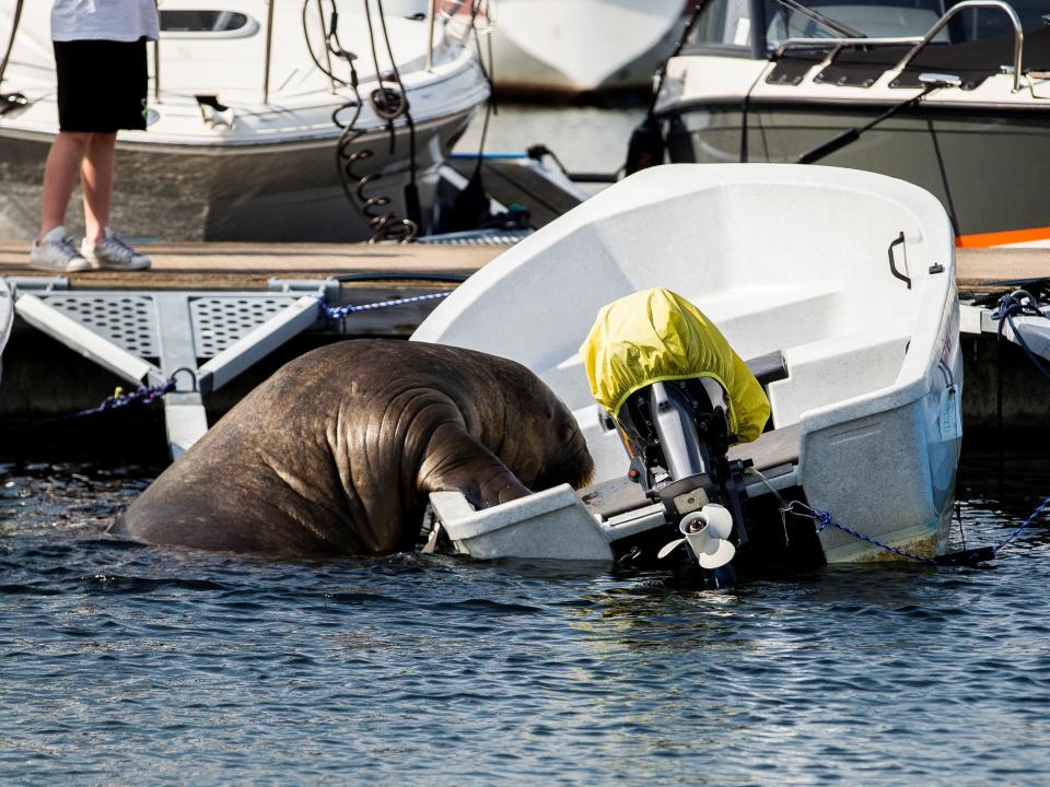 Freya the walrus climbs into a boat in Frognerkilen bay, in Oslo, Norway July 20, 2022.