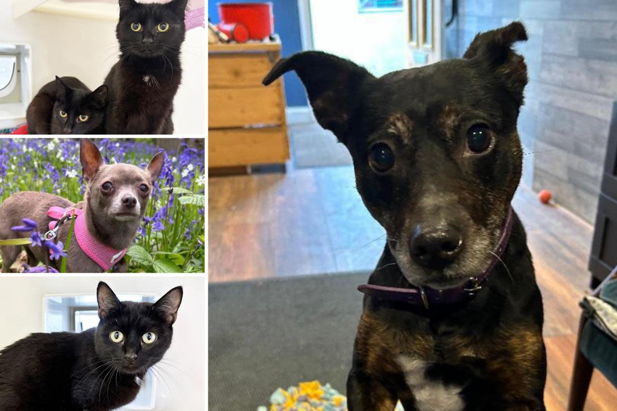 Can you give any of these Essex RSPCA pets a new home? <i>(Image: RSPCA/Danaher Animal Home)</i>