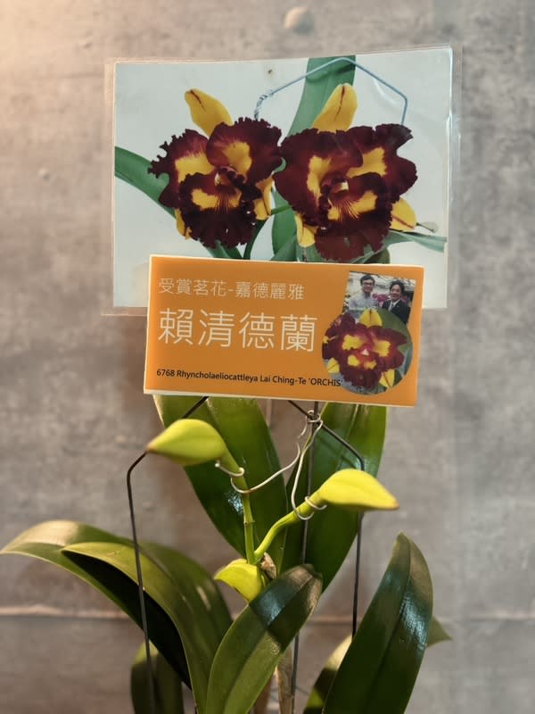 台南山上花園水道博物館蘭展 「賴清德蘭」參展 台南山上花園水道博物館將於10月10日至14日舉辦館 慶蘭花大展，由台南蘭農育種、名命的「賴清德蘭」 將參展。 （蘭科植物園提供） 中央社記者楊思瑞台南傳真  113年9月29日 