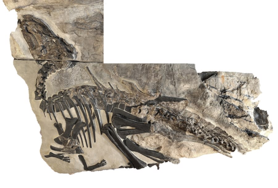 A fossil belonging to a dinosaur paleontologists have named "Bruno," which they discovered in Italy as a part of a trove of findings.