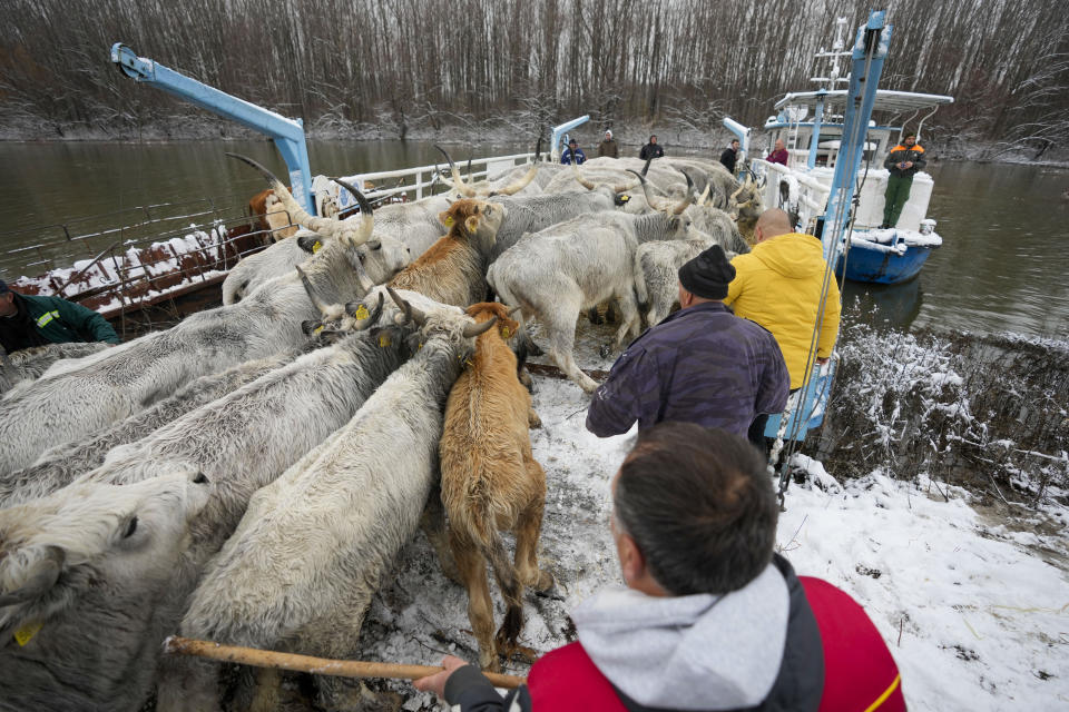 Farmers transport cows from a flooded river island Krcedinska ada on Danube river, 50 kilometers north-west of Belgrade, Serbia, Tuesday, Jan. 9, 2024. After being trapped for days by high waters on the river island people evacuating cows and horses. (AP Photo/Darko Vojinovic)